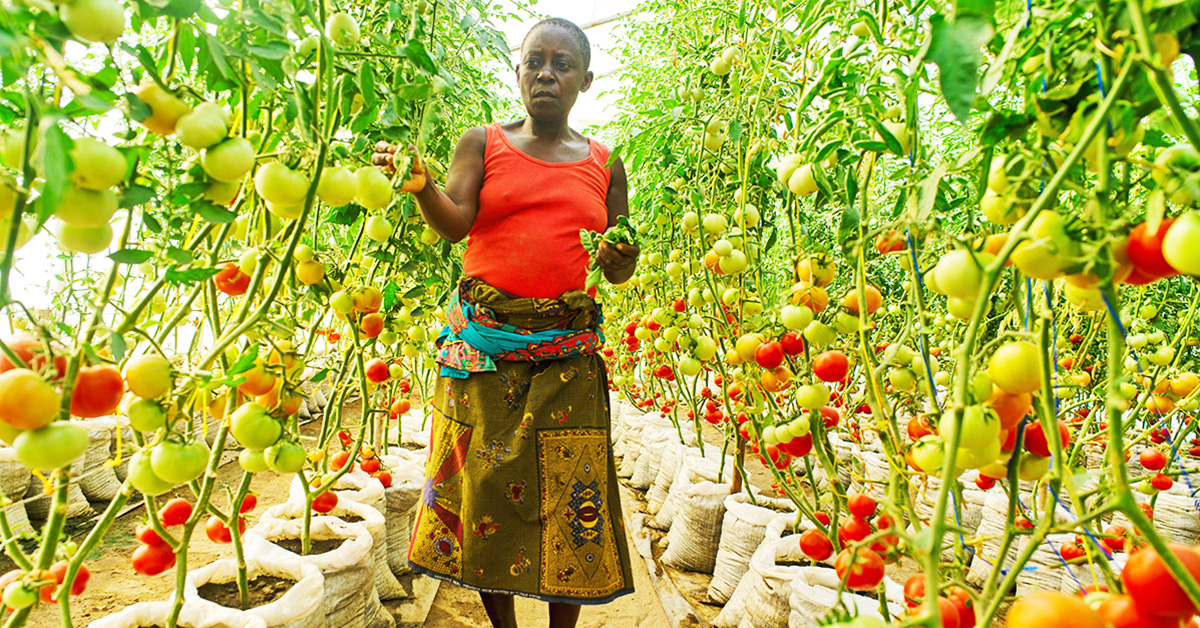 Malawi-solar-power-business-model-innovation-women-farmers
