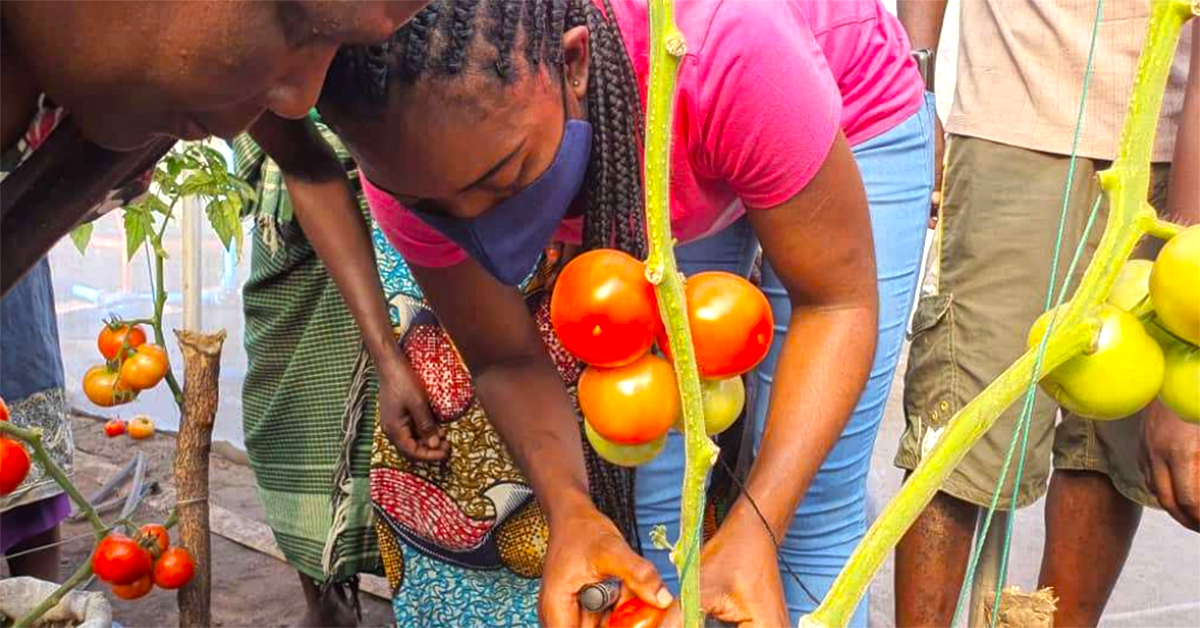 PREO-entrepreneurial-women-Malawi-growing-tomatoes