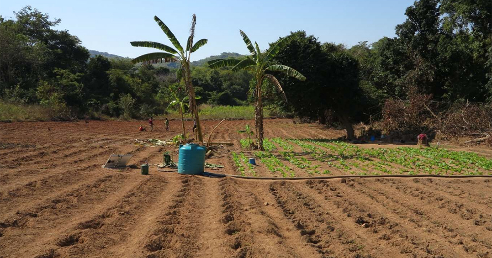 Innovating-agriculture-in-Malawi