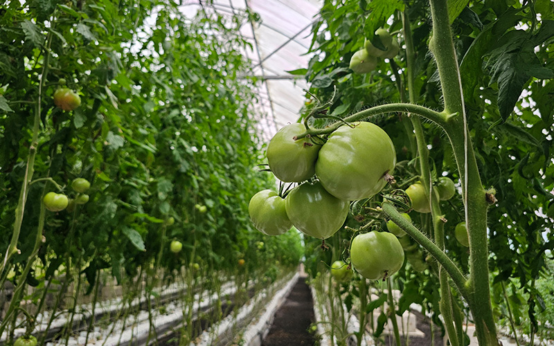 Sustainable farming of tomatoes